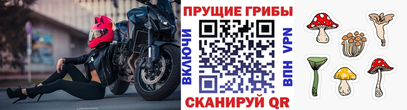 Псилоцибиновые грибы мицелий  блэк спрут ССЫЛКА  Нерчинск  хочу наркоту 